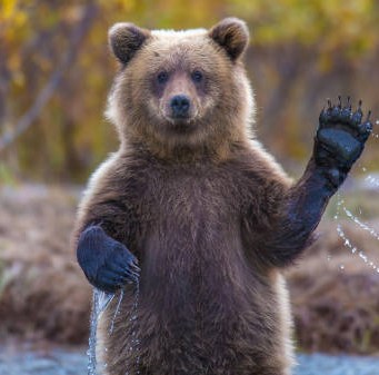 İmage of bear